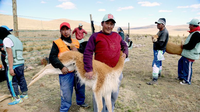 Peru, das Goldhaar der Vikunjas