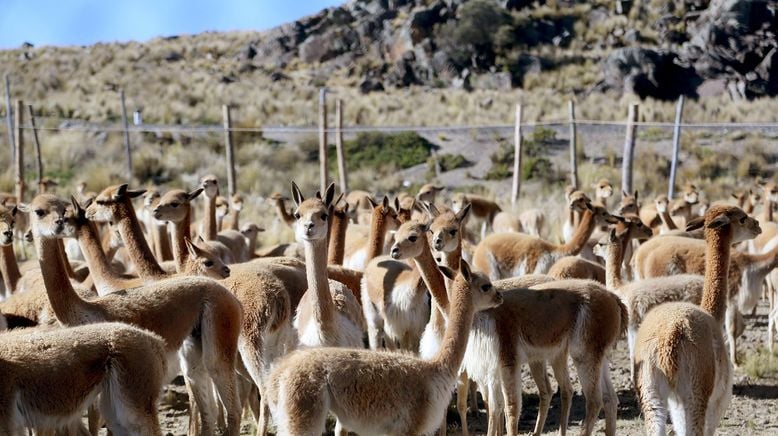 Peru, das Goldhaar der Vikunjas