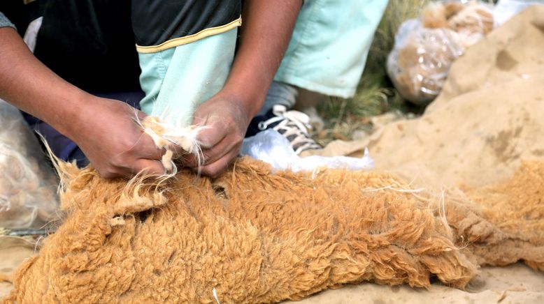 Peru, das Goldhaar der Vikunjas