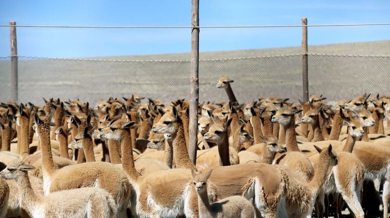 Peru, das Goldhaar der Vikunjas