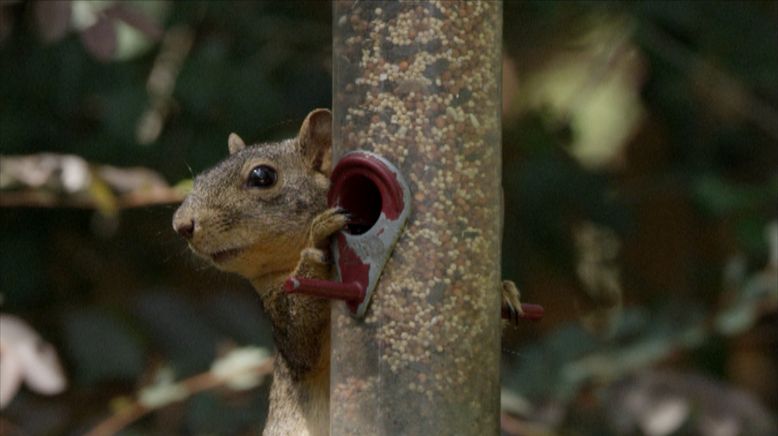 Tierische Schlitzohren