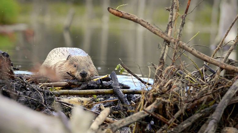 Die Wildnis kehrt zurück