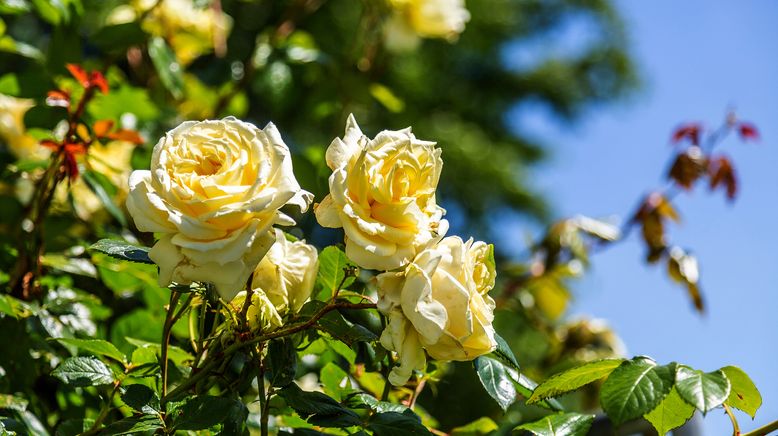 Rasch durch den Garten - Gärtnern für jedermann