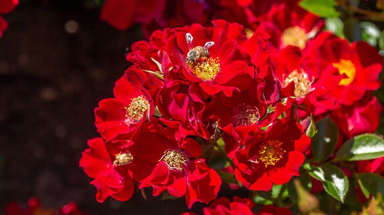 Rasch durch den Garten - Gärtnern für jedermann