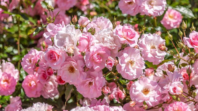 Rasch durch den Garten - Gärtnern für jedermann