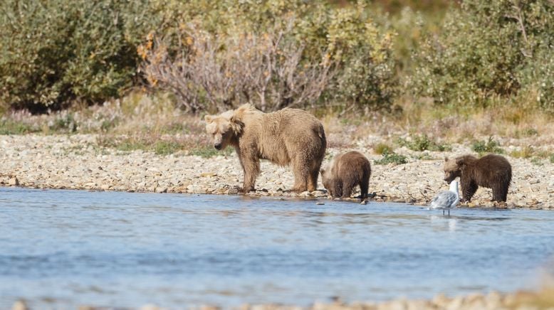 Alaska: Ein Jahr in der Wildnis