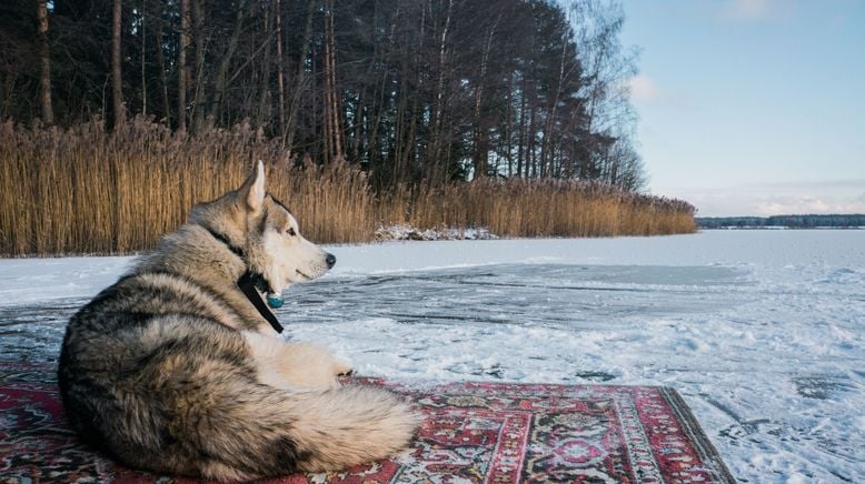 Alaska: Ein Jahr in der Wildnis