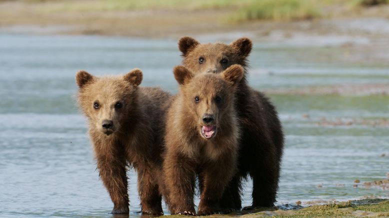 Alaska: Ein Jahr in der Wildnis