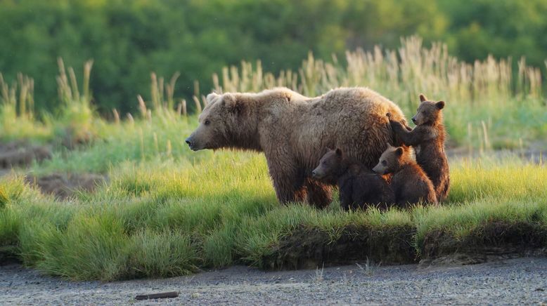 Alaska: Ein Jahr in der Wildnis