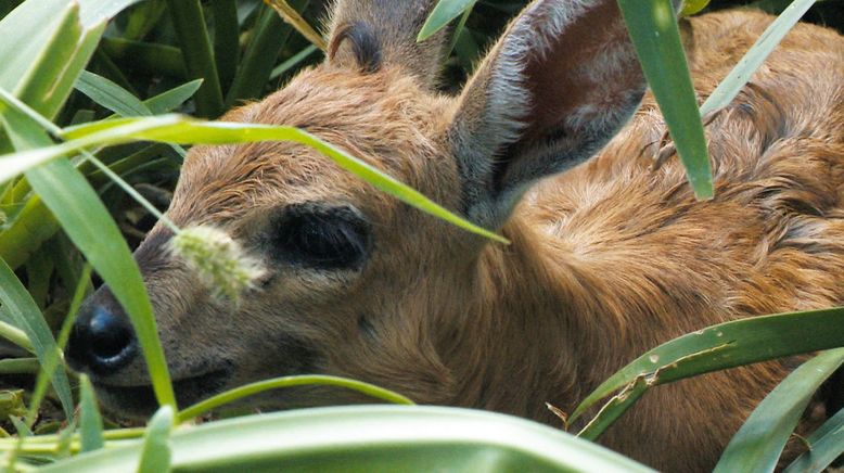 Das Waisenhaus für wilde Tiere - Abenteuer Afrika