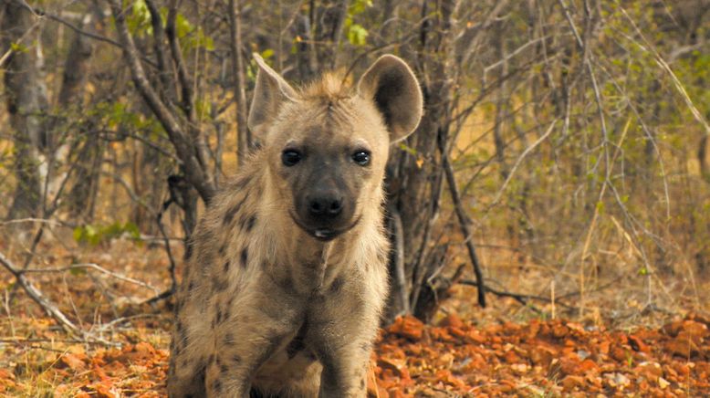 Das Waisenhaus für wilde Tiere - Abenteuer Afrika