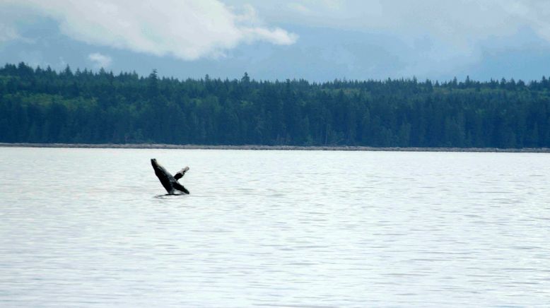 Vancouver Island - Eine Insel, ganz Kanada