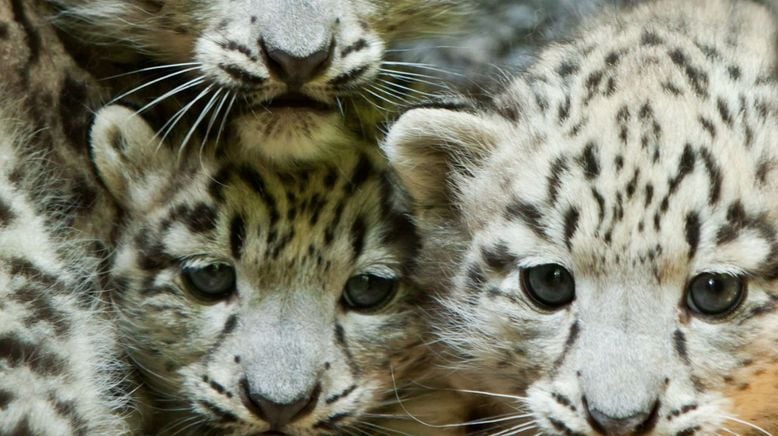 Von süßen Kätzchen und wilden Katzen - Schneeleoparden