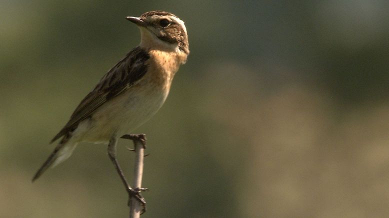 Abenteuer Wildnis