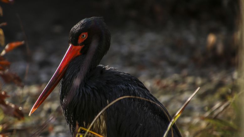 Abenteuer Wildnis