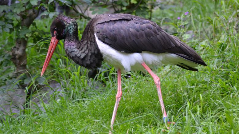 Abenteuer Wildnis