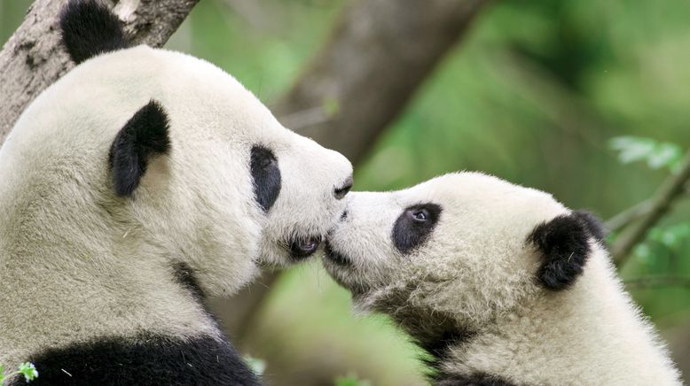 Chinas wilde Königreiche