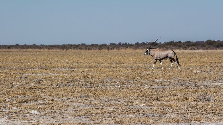 Wildes Afrika