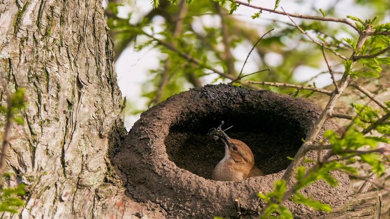 Tierische Baumeister - Architekten der Natur