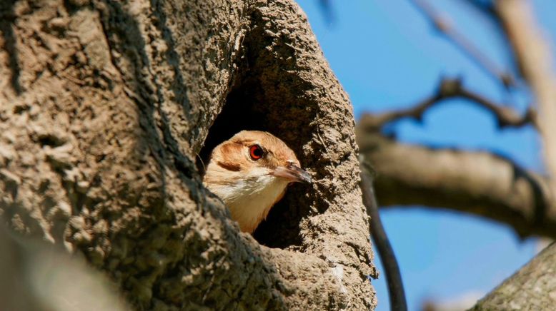 Tierische Baumeister - Architekten der Natur