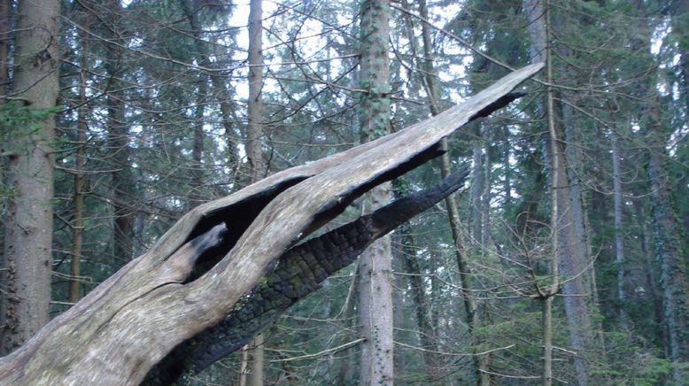 Überlebenskünstler im Zauberwald - Die Eiben von Paterzell