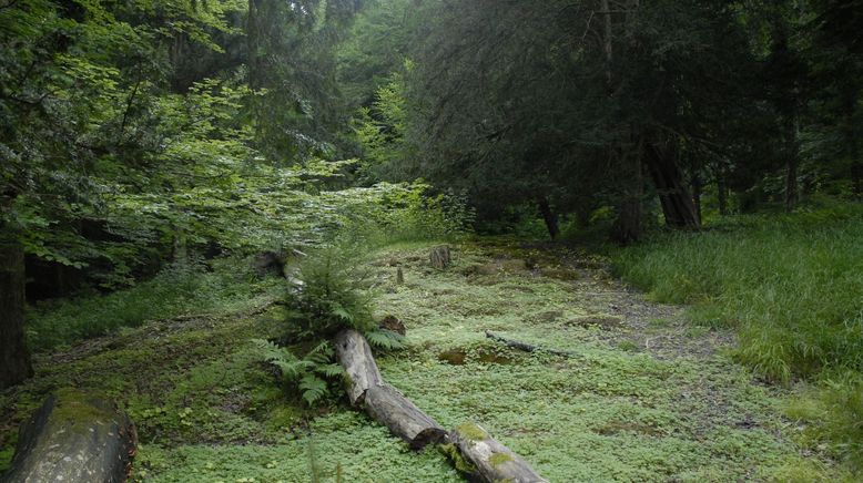 Überlebenskünstler im Zauberwald - Die Eiben von Paterzell