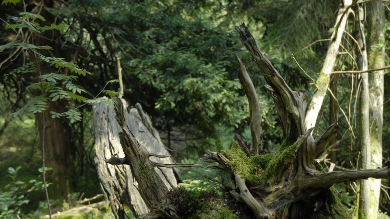 Überlebenskünstler im Zauberwald - Die Eiben von Paterzell