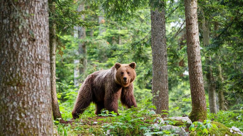 Europas verborgene Naturwunder