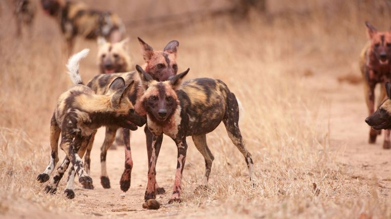 Wildhunde: Mit dem Rudel laufen