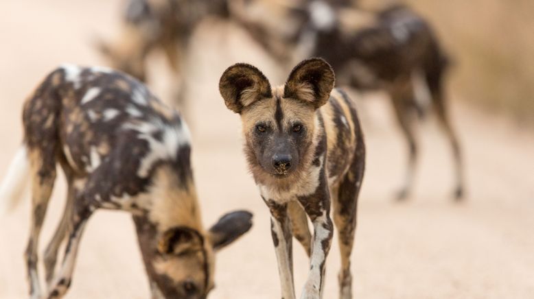 Wildhunde: Mit dem Rudel laufen