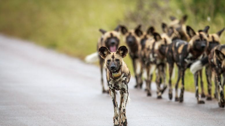 Wildhunde: Mit dem Rudel laufen