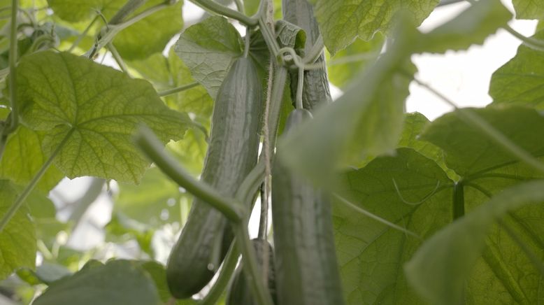 Magere Jahre? Wie wir uns in Zukunft ernähren können