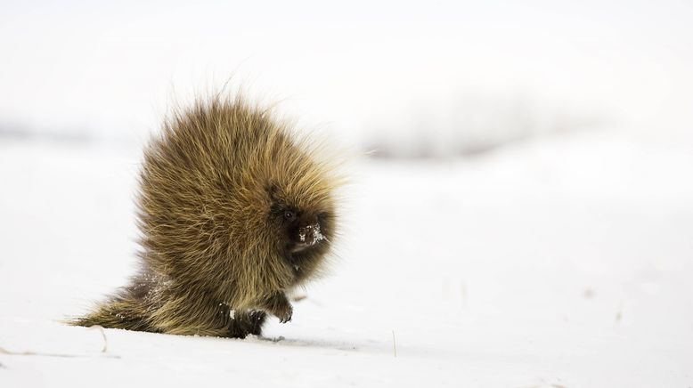 Kanada: Ein Jahr in der Wildnis