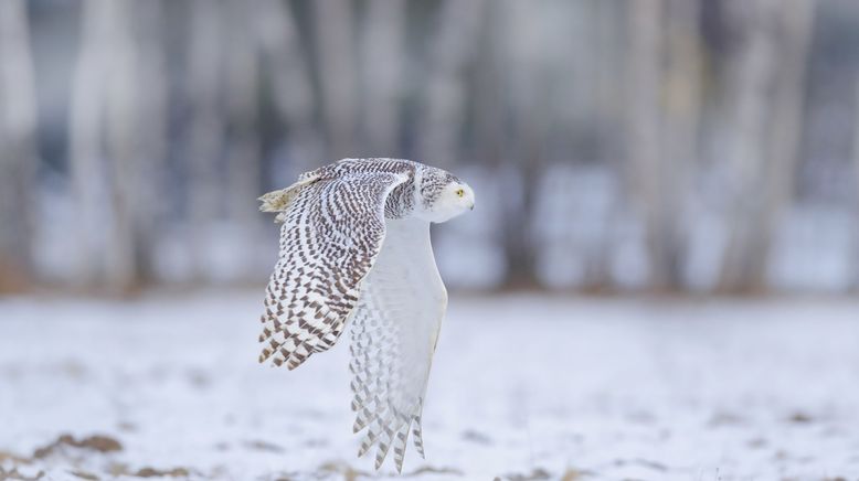 Kanada: Ein Jahr in der Wildnis