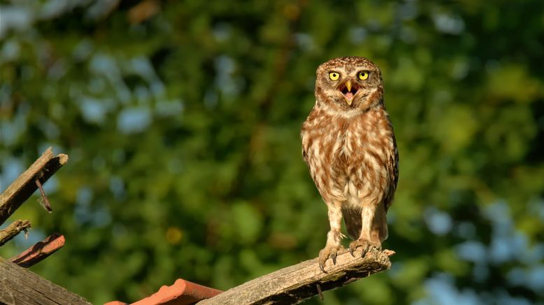 Kanada: Ein Jahr in der Wildnis