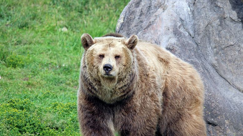 Dr. Ole: Tierarzt im Einsatz