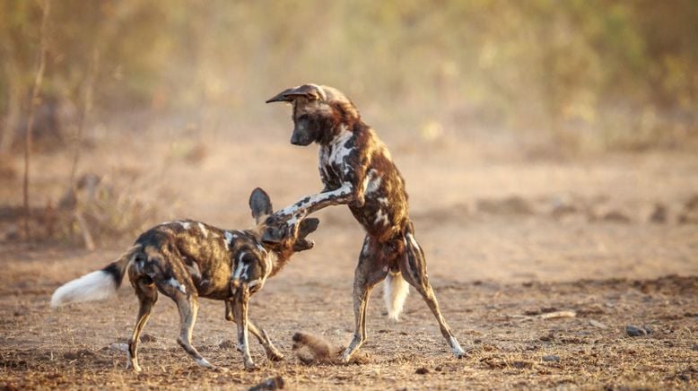 Wildhunde: Mit dem Rudel laufen