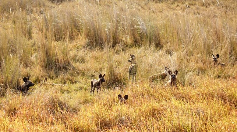 Wildhunde: Mit dem Rudel laufen