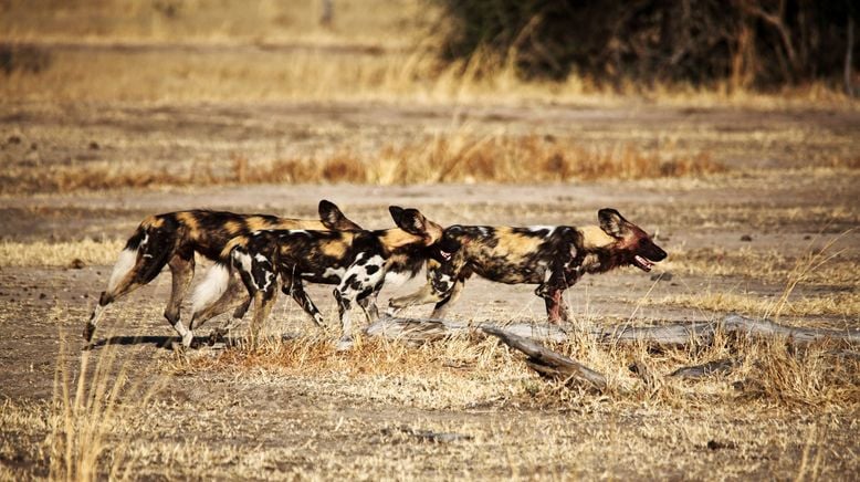 Wildhunde: Mit dem Rudel laufen