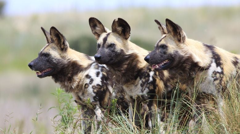 Wildhunde: Mit dem Rudel laufen