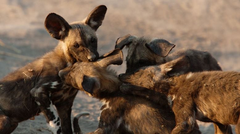 Wildhunde: Mit dem Rudel laufen