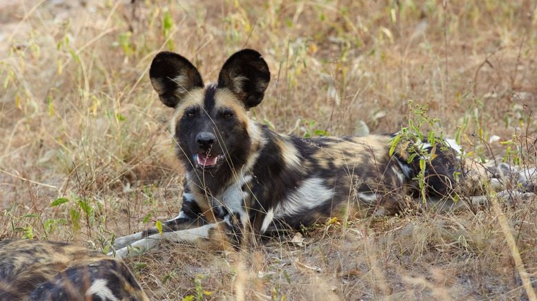 Wildhunde: Mit dem Rudel laufen