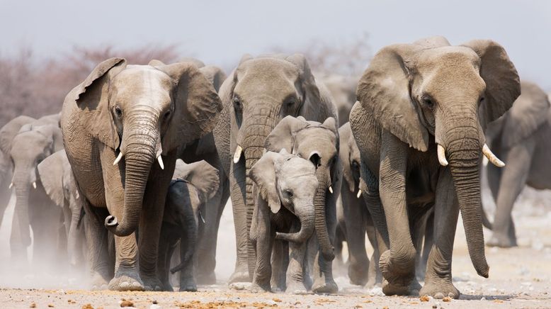 Animal Super Parents - Tierische Familienbande