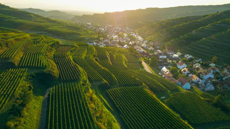 Die wunderbare Welt des Weingartens