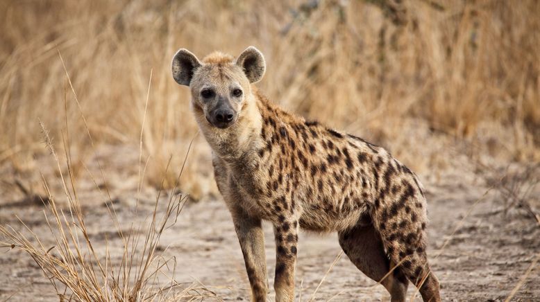 Wildhunde: Mit dem Rudel laufen