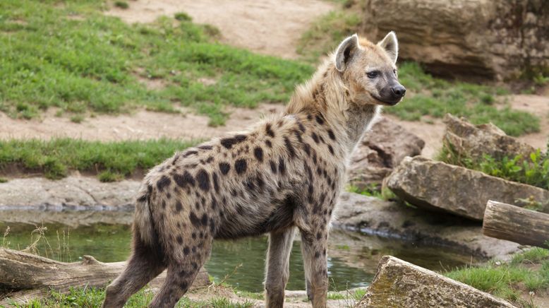 Wildhunde: Mit dem Rudel laufen