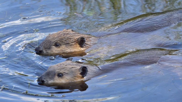 Kanada: Ein Jahr in der Wildnis