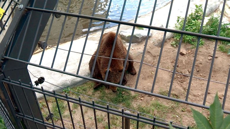 Zootiere: Leiden hinter Gittern?