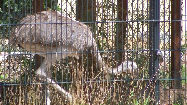 Zootiere: Leiden hinter Gittern?