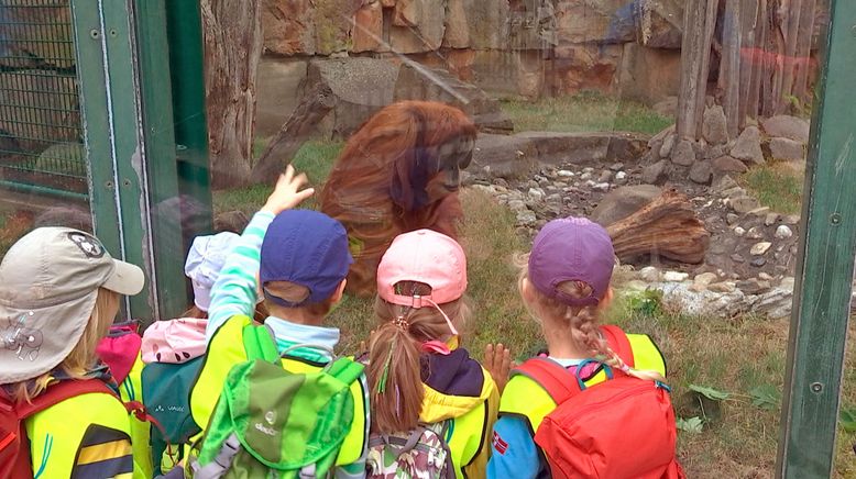 Zootiere: Leiden hinter Gittern?